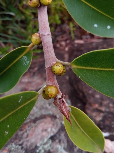 Ficus menabeensis