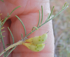 Parryella filifolia