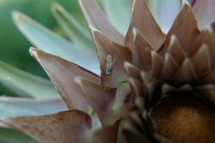 Terellia fuscicornis