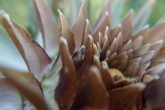 Terellia fuscicornis