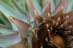 Terellia fuscicornis