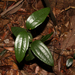 Smilax calophylla - Photo (c) loupok, algunos derechos reservados (CC BY-NC-ND)