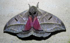 Austrolippa