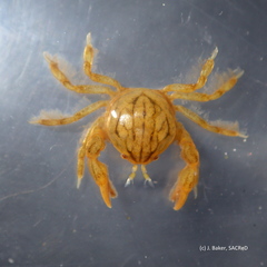 Austrotheres holothuriensis