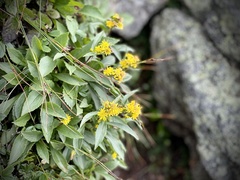 Solidago multiradiata multiradiata
