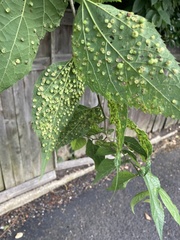 Pachypsylla celtidisasterisca