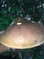 Tylopilus badiceps