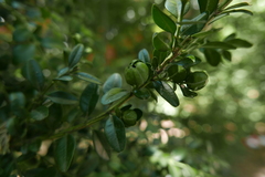 Psylla buxi