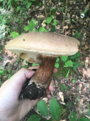 Tylopilus badiceps