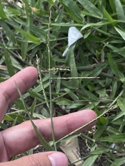 Urochloa distachya