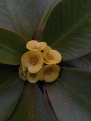 Euphorbia subapoda image