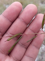 Indigofera pedunculata image