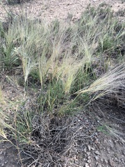 Scleropogon brevifolius