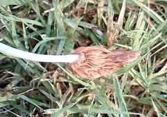 Conocybe deliquescens