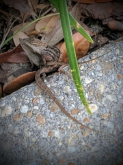 Anolis sagrei