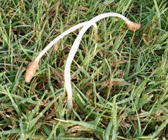 Conocybe deliquescens