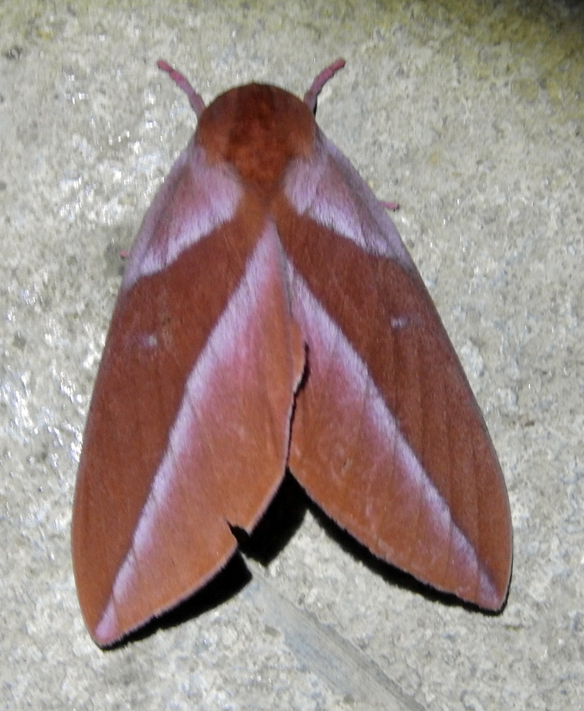 Adelowalkeria tristygma