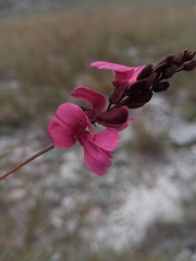 Indigofera pedunculata image