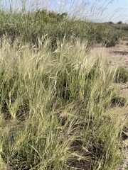 Scleropogon brevifolius