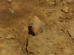 Callophrys augustinus iroides