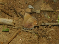 Callophrys augustinus iroides