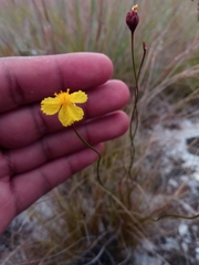 Xyridaceae