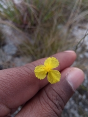 Xyridaceae