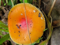 Amanita parcivolvata