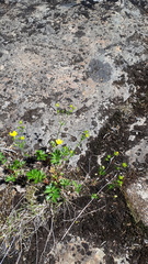Potentilla drummondii