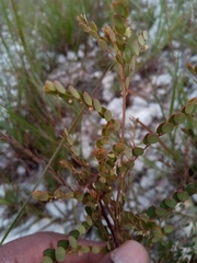 Phyllanthus betsileanus
