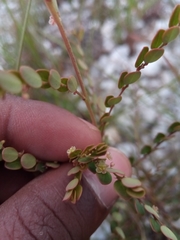 Phyllanthus betsileanus