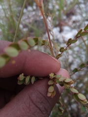 Phyllanthus betsileanus