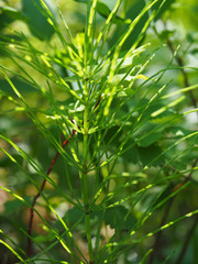 Equisetum palustre