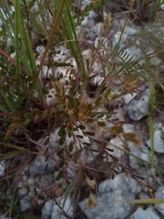 Phyllanthus betsileanus