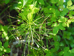 Equisetum palustre