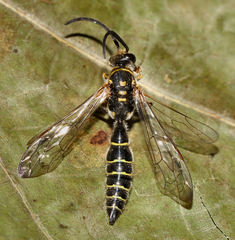 Myzinum carolinianum