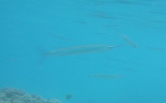 Hyporhamphus dussumieri