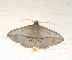 Anticarsia gemmatalis