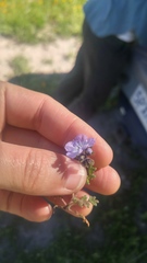 Phacelia ciliata