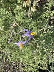 Solanum citrullifolium