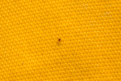 Dermacentor albipictus