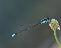 Ischnura damula