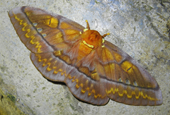 Procitheronia principalis