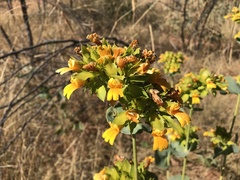 Goodenia panduriformis
