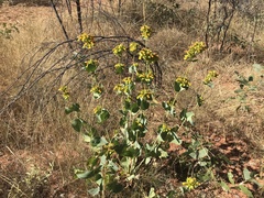 Goodenia panduriformis