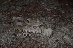 Crotalus mitchellii