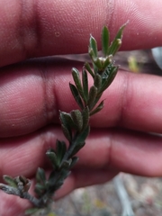 Crotalaria diosmifolia image
