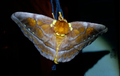 Procitheronia principalis