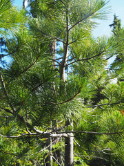 Cronartium ribicola