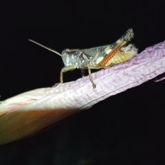 Melanoplus ponderosus